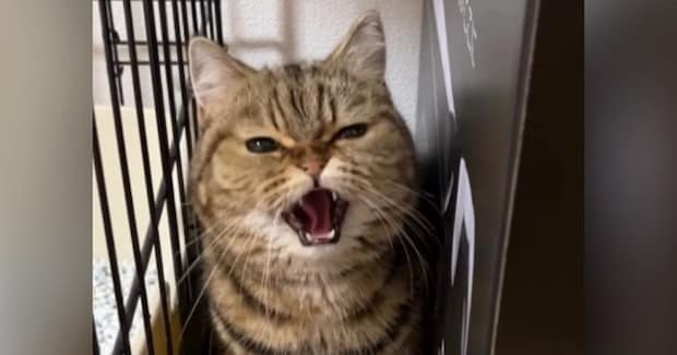 『威嚇を覚えたばかり』の1歳の猫→カメラに向かって怒った結果…ニヤけずにはいられない光景が47万再生「全然怖くないw」「かわいいw」