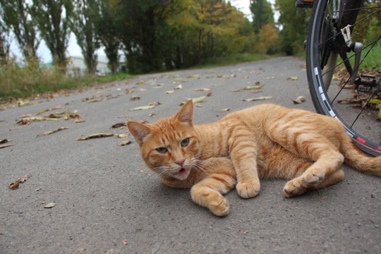「大学猫たち」排除の方針に対し、猫愛が深い学生らが「抗議のキャンペーン」を展開中 米国
