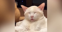 とっても幸せそうな表情で眠っていた猫→背後を見ると、同居猫が…笑ってしまう光景に反響「完全に脱力してるｗ」「なんて可愛いんだ」
