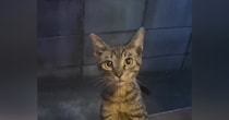 突然現れるようになった『1匹の子猫』を保護した結果…幸せいっぱいな光景に涙が出ると446万再生「めっちゃ感動した」「1本の映画みたい」