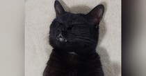 幸せそうな表情ですやすやと眠っていた猫→『おてて』を見たら…『尊い瞬間』に悶絶の声「やばい可愛すぎる」「ノックアウト～」と１万いいね