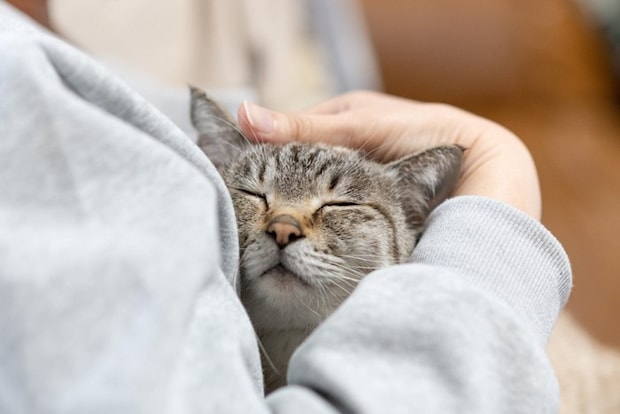 猫を抱きしめる飼い主