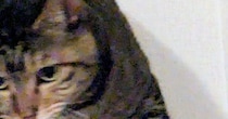 カーテンレールの上にいた猫の『口元』を見たら……「決定的瞬間ｗｗ」まさかの光景に５万いいね「嫌がらせすぎるｗ」「わるｗ」と爆笑の声