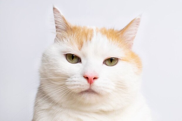不満そうな猫