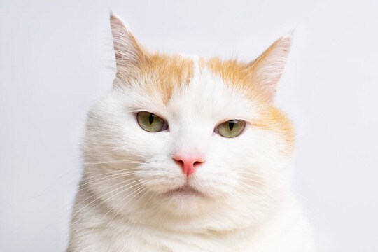 猫が突然『甘えなくなった』ときに考えられる原因5つ　見逃せないサインから改善策まで解説