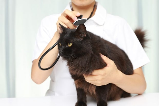 診察を受ける黒猫