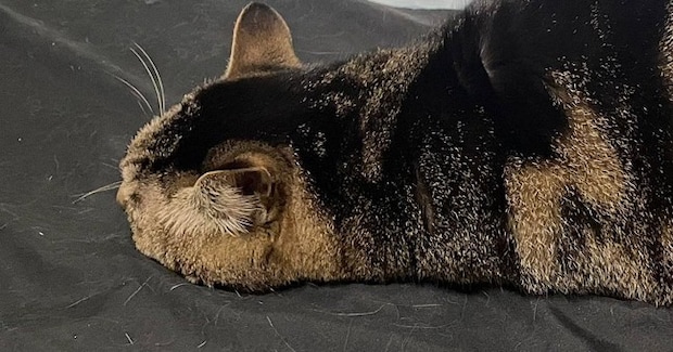 床でくつろいでいた猫の『シルエット』が……まるで『未確認生物』のような瞬間に2万いいね「すごい寝相で笑ったw」「本当に猫?」