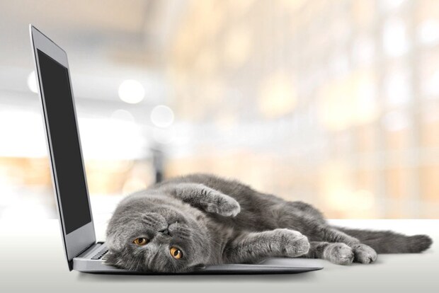 PCの上に寝転がる猫