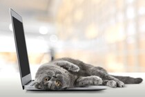 猫が原因で起こりうる『パソコントラブル』4選　なぜ狙われるの？対策方法までご紹介