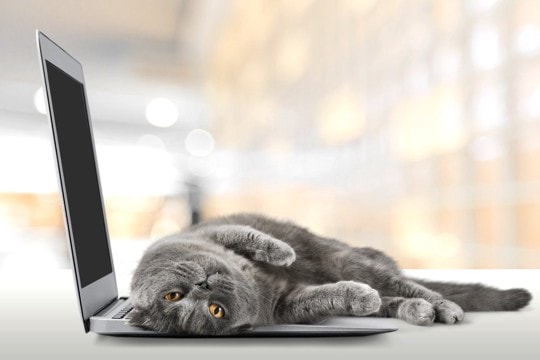 猫が原因で起こりうる『パソコントラブル』4選　なぜ狙われるの？対策方法までご紹介