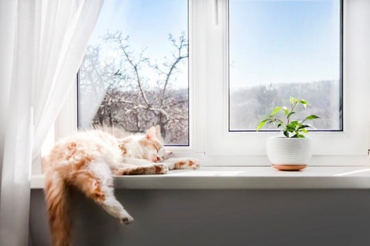 猫が『1日中寝ている』理由4つ　放っておいて大丈夫？注意が必要なケースまで