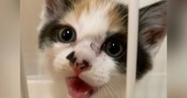 お迎え当初は『小さくて可愛らしかった三毛猫』が、約６年後…驚きのビフォーアフターに爆笑「もの凄くたくましいｗ」「背中で語るようにｗ」