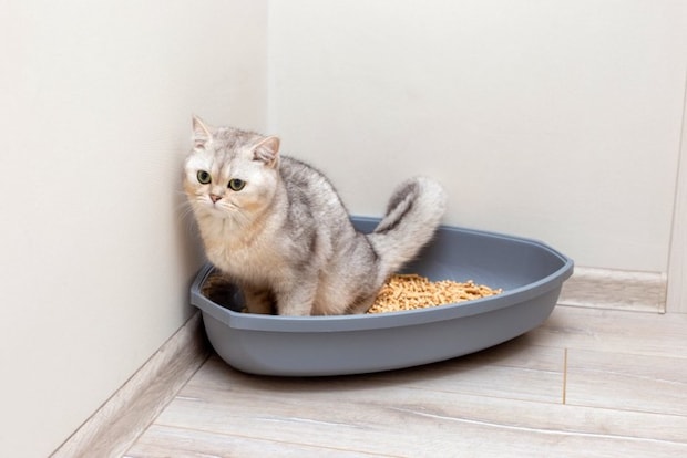 トイレで踏ん張る猫
