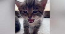 眠たくなった『赤ちゃん猫』→大きな声で鳴き始めて…とんでもなく尊い展開が284万再生「涙があふれてきた」「抱きしめたい」と悶絶の声続出