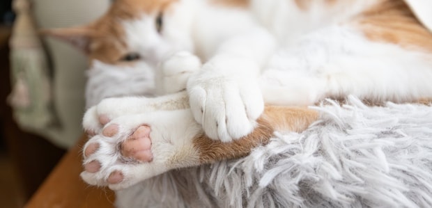 猫の足