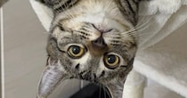 ハンモックの上で『くつろいでいた猫』を見たら…想定外の『とんでもない体勢』に２万いいね「すしざんまいかな」「表情がまたいいねｗ」