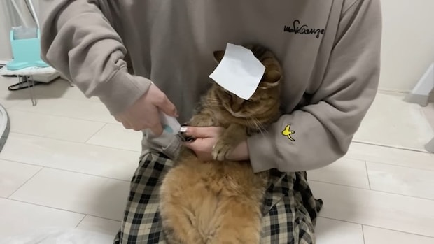 額に紙テープ