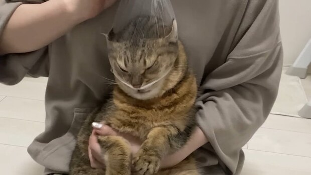 つり目