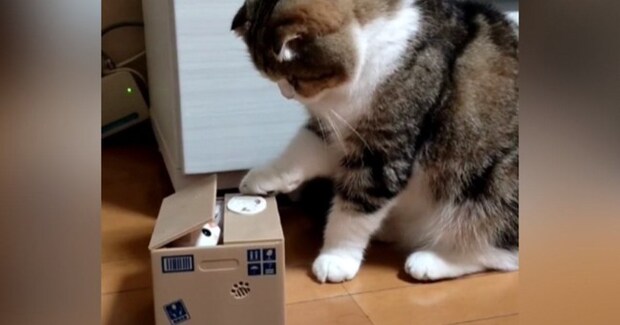 猫が『箱の中から猫が出てくるおもちゃ』で遊んでいたら…予想外の『シュールすぎる展開』が973万再生「何ともいえない空気ｗ」「面白いｗ」