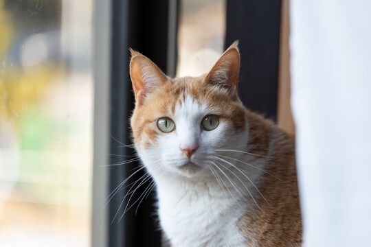 猫が落ち着いて過ごせない『生活環境』の特徴5つ 居心地が悪い原因や整えるべきポイント