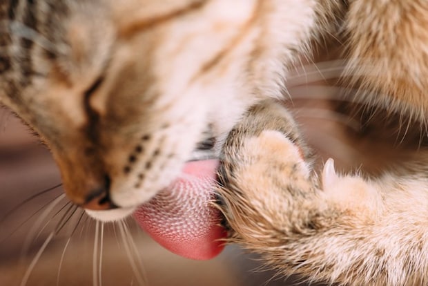 猫の舌のアップ