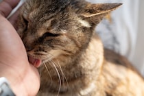猫が飼い主を『舐めてくる』意味とは？5つの部位で異なる心理や応え方まで