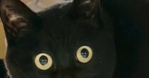 久しぶりに帰宅した『娘』に……黒猫が見せた『まさかのリアクション』に２万いいね「めっちゃ笑った」「マンガみたいな顔ｗ」と爆笑の声