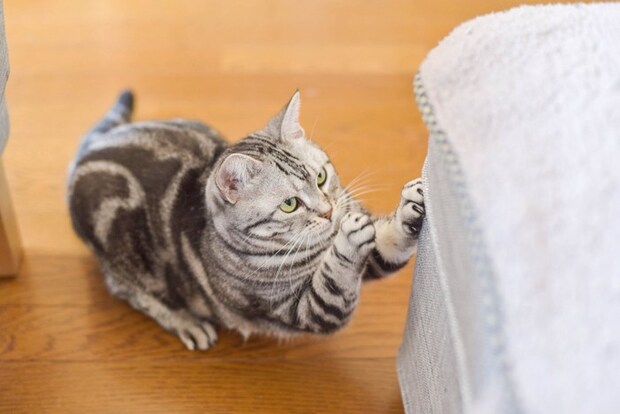 爪とぎをする猫