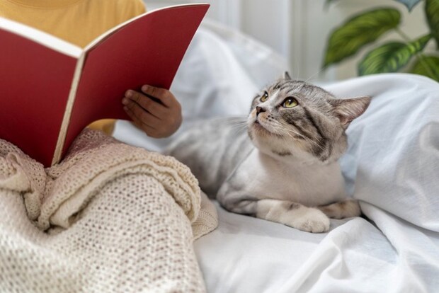 人の顔を見ている猫