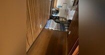マットの下に『上手く隠れていたはずの猫』…すぐに居場所がバレてしまった『まさかの理由』に２万いいね「ピカピカだったね」「可愛すぎｗ」