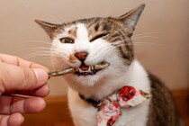 猫が夢中になる『大好物な食べ物』3選　好んで食べる理由と与え方のポイント
