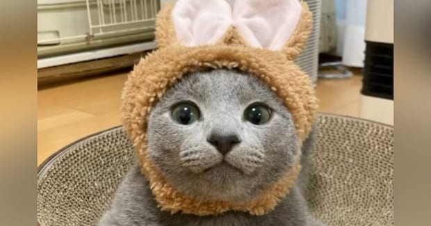 うさぎの被り物をつける『キュートな子猫』→成長した結果…１年後の『衝撃の変化』に「１年違うだけだよね？」「貫禄半端ないｗ」と驚愕