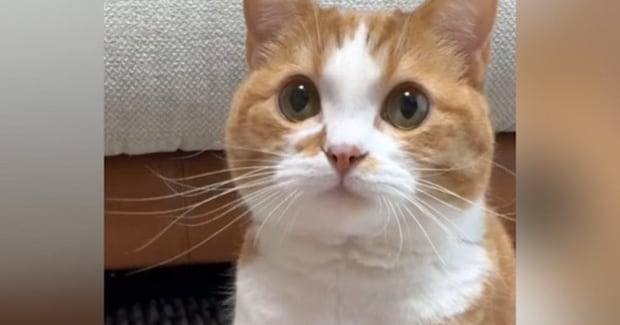 猫の目の前に手を差し出すと…次の瞬間→あまりにもお利口な『かわいすぎる様子』が114万再生「す、すごい」「ずっとペロペロしてるｗ」