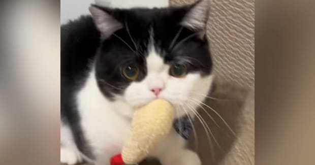 お気に入りのおもちゃを『取られると思った猫』→必死に抵抗しようとして…かわいすぎる光景に「お口むにゅぅ」「スーパーカーみたいな音w」