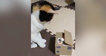 手が出てくる貯金箱を猫に見せたら…想像以上に『興味津々な様子』が可愛すぎると303万再生「永遠に見ていられるｗ」「天才かと思った」