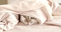 『コタツ』を片付けようとしたら、『２匹の猫』が……『可愛すぎる行動』に笑顔になる人が続出「お邪魔虫になったｗ」「大好きなんだねｗ」