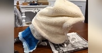 置いてあった帽子が膨らんでいると思ったら…『寒がりな猫がとった行動』にほっこりする人続出「上手くかぶったねｗ」「賢い子」と13万表示