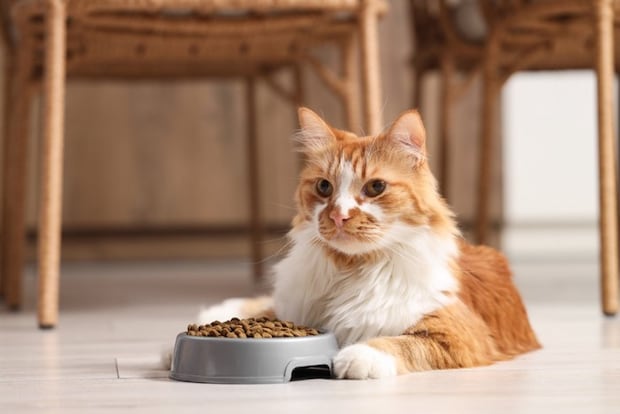 床に寝そべる猫とキャットフード