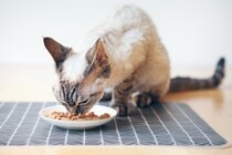 猫の『寿命を延ばす食事』に必要なポイント5つ　取り入れるべき理由や健康を維持するコツまで