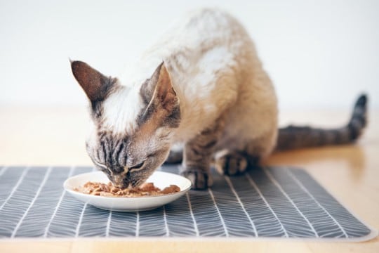 猫の『寿命を延ばす食事』に必要なポイント5つ 取り入れるべき理由や健康を維持するコツまで