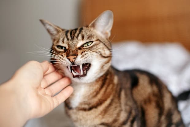 人に触られて威嚇する猫