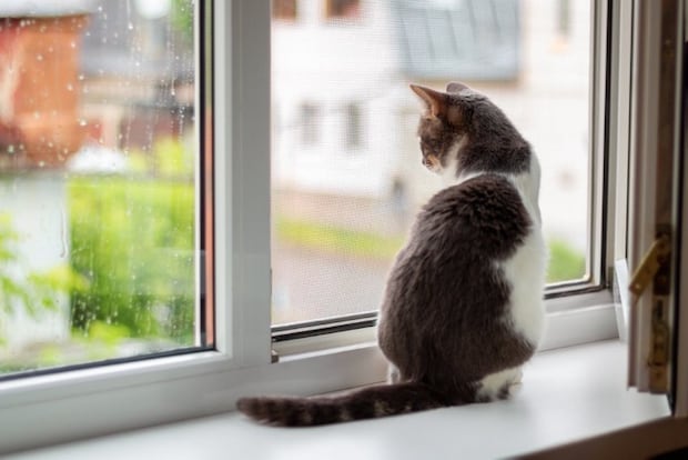 窓の外を見る猫