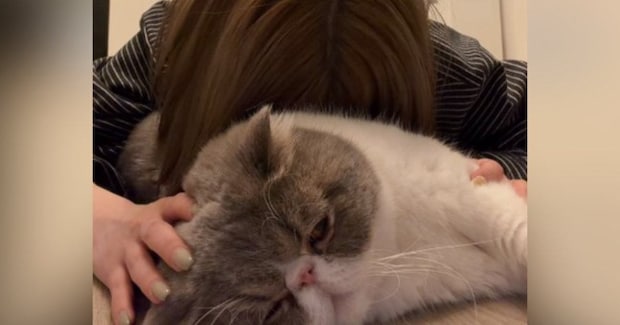 『猫吸い』を堪能していたら、愛猫が怒ってしまい…『まさかのお仕置き』に爆笑の声続出「ガッツリロックされてるｗ」「ご褒美だね」と16万再生