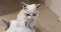 オラつく弟猫に『ビビっていた姉猫』がついに抵抗…まさかの行動に笑ってしまう人が続出「最後ｗ」「めっちゃかわいい」と10万表示
