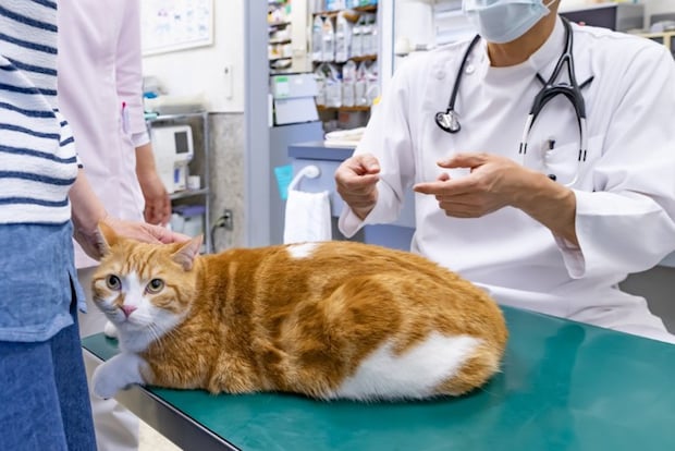 動物病院で診察を受ける猫