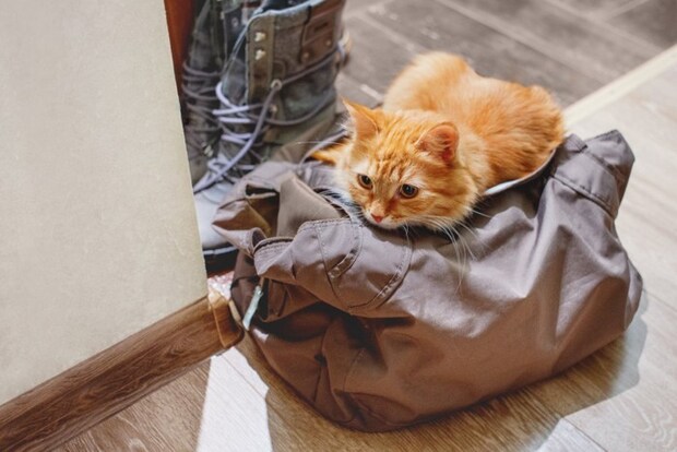 バッグの上に乗る猫