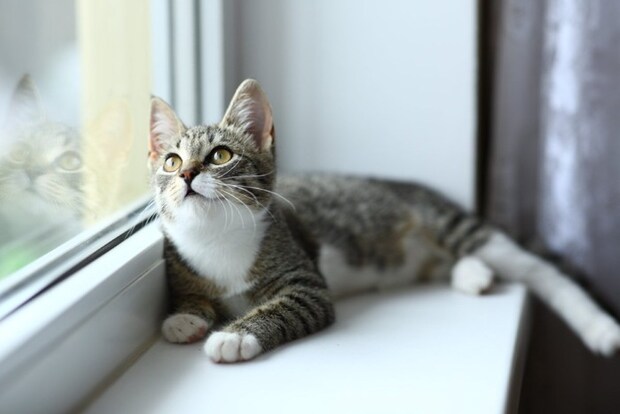 窓辺でくつろぐ猫