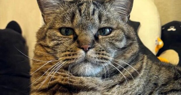 帰宅すると、お気に入りのスポットでくつろいでいた猫…『貫禄ありすぎる光景』に「王だ、王冠が見える」「うむ、ゆっくりでいいぞ」と1万いいね