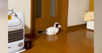 扉に向かって鳴いていた子猫→『飼い主さんを見つけた』次の瞬間…かわいすぎる光景が26万再生「にゃん生1周目感がたまらん」「泣けてくる」