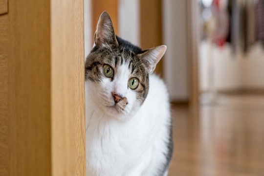 猫に『ごめんね』と謝りたいときの方法3つ 伝え方のコツや逆効果になるNG行為も